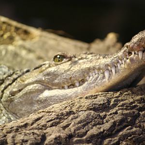Philippine Crocodile