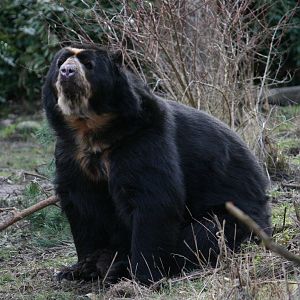 Spectacled Bear