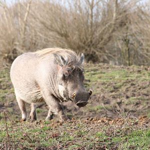 Warthog