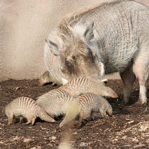 Warthogs and Banded Mongooses