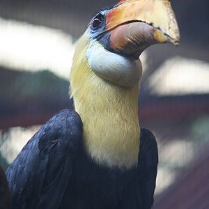 Wrinkled Hornbill