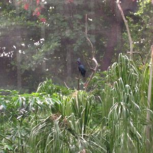 Lory Loft - Palm Cockatoo (Zoomed in)