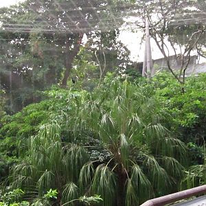 Lory Loft - Palm Cockatoo (without zoom)