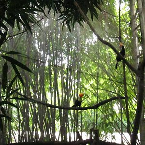 Jungle Jewels - Toco Toucans