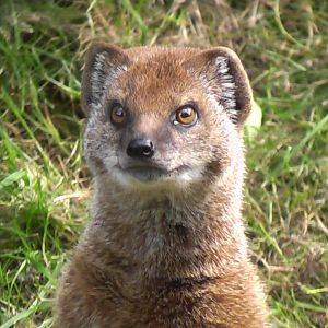 Yellow Mongoose 19.6.10