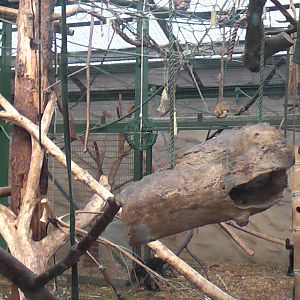 Spider Monkey Indoor Enclosure 19.6.10