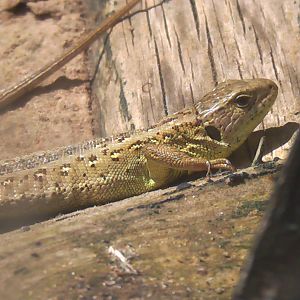 Sand Lizard 19.6.10