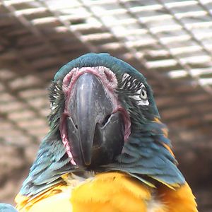 Macaw 19.6.10