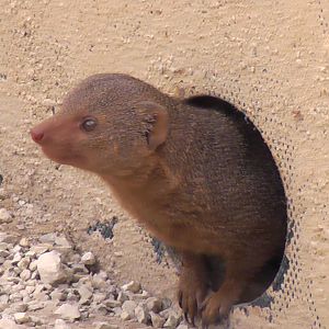 Dwarf Mongoose 19.6.10