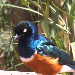 Suberb Starling 19.6.10