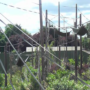 Orangutan Outdoor Enclosure 19.6.10