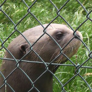 Giant Otter 19.6.10