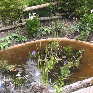 New Pond? Elephant House 19.6.10