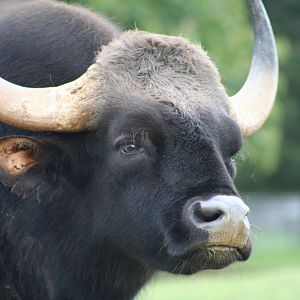 Gaur @ Whipsnade; 20.10.2005