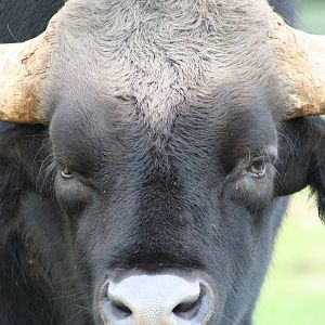 Gaur @ Whipsnade; 20.10.2005