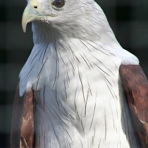 Brahminy Kite @ Whipsnade; 20.10.2005