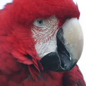 Green-winged Macaw @ Whipsnade; 20.10.2005