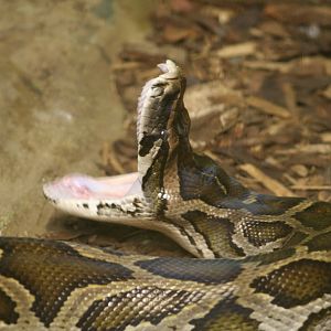 Burmese Python @ Whipsnade; 20.10.2005