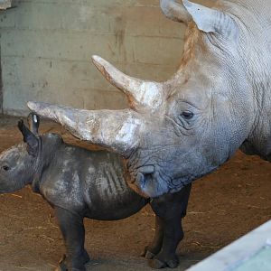 White Rhino & calf @ Whipsnade; 20.10.2005