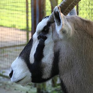 Gemsbok @ Whipsnade; 20.10.2005