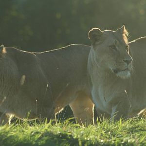 African Lionesses @ Whipsnade; 20.10.2005