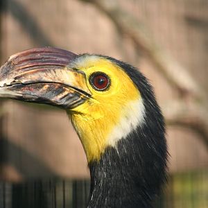 Male Sulawesi Hornbill @ Whipsnade; 15.04.2007