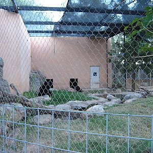 Black Bear Enclosure
