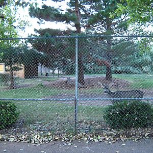 Whitetail Deer - Wild turkey Yard