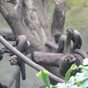 Red-backed bearded saki