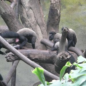 Red-backed bearded saki
