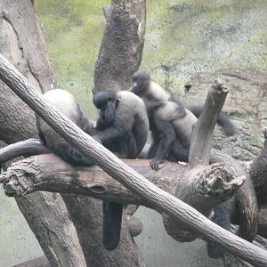 Red-backed bearded saki