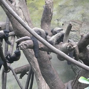 Red-backed bearded saki