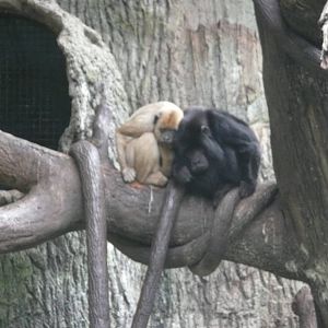 Black howler monkey