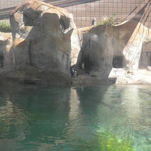 African Penguins