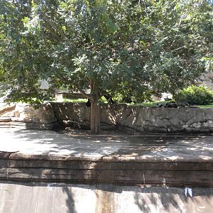 Black and White Ruffed Lemurs