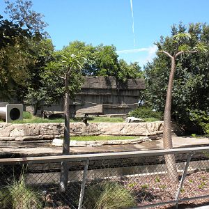 Black and White Ruffed Lemurs