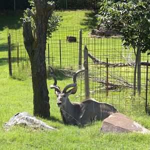 Greater Kudu
