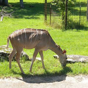 Greater Kudu