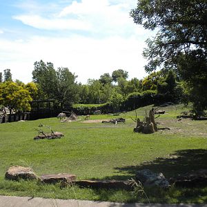 Grant's Zebra and Grant's Gazelle