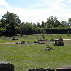 Grant's Zebra and Grant's Gazelle