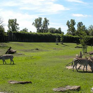 Grant's Zebra and Grant's Gazelle
