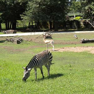 Grant's Zebra and Grant's Gazelle