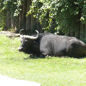 Cape Buffalo