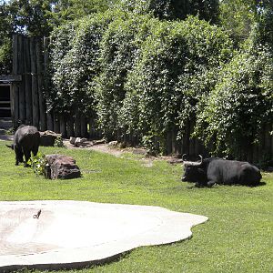 Cape Buffalo
