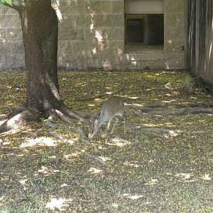 Gunther's Dik-Dik