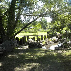 Aldabra Giant Tortoise
