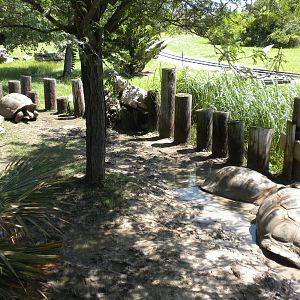 Aldabra Giant Tortoise