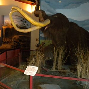 Elephant Museum - Mammoth scene