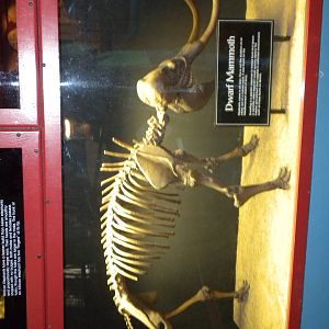 Elephant Museum - Dwarf Mammoth