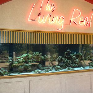 The Living Reef